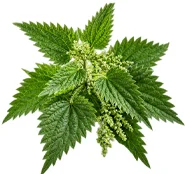 Erectomax — Stinging Nettle Extract